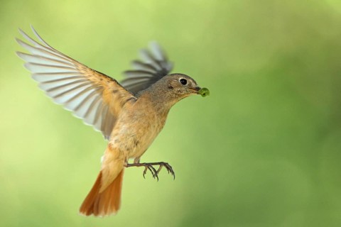 Common Redstart (Phoenicurus phoenicurus) female flying, Baden-Wuerttemberg, Germany