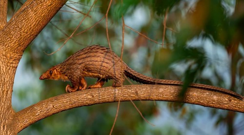 Pangolin climbing a tree, White-bellied pangolin (Phataginus tricuspis, Manis tricuspis), Western