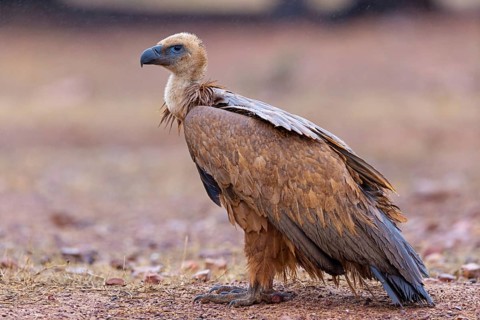 Griffon vulture, (Gyps fulvus), animals, birds, vultures, alworld vulture, hawk family, Sierra de