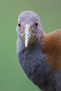 Slaty-breasted Wood-Rail (Aramides saracura) on the ground in the Atlantic rainforest of southeast