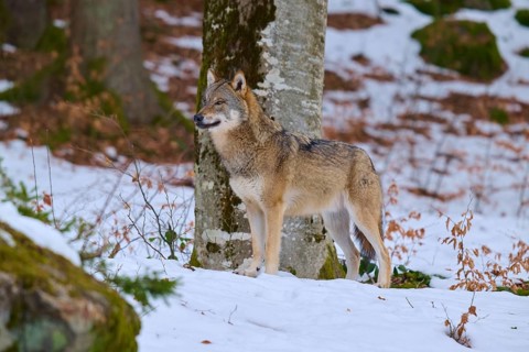 A wolf stands at attention near a tree in a snow-covered forest, Wolf (Canis Lupus), Germany