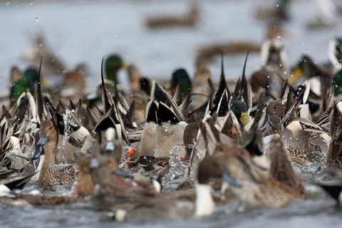 Northern Pintail (Anas acuta) female