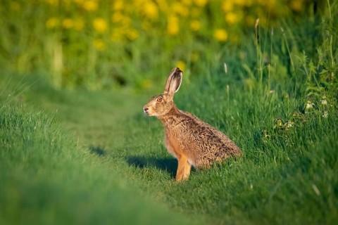 A hare sits in front of a flowering rape field near Frankfurt am Main, Frankfurt am Main, Hesse,