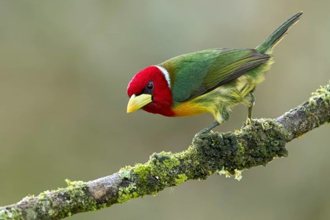 Red-headed Barbet (Eubucco bourcierii) perched on a branch in Colombia, South America