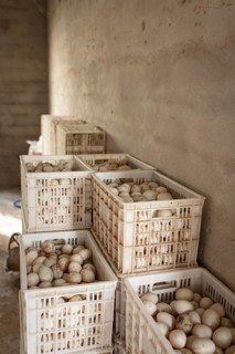 Duck eggs, Jiang Su Xiang Gui Breeding Co. Ltd, Xiang Shui County, China