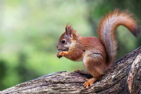 Squirrel (Sciurus vulgaris), South Africa