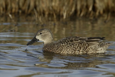 Blue-winged Teal (Spatula discors) female, California, USA