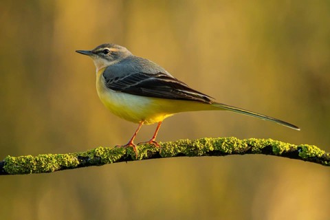 A Grey Wagtail, Motacilla cinerea, balances elegantly on a moss-covered branch, its yellow