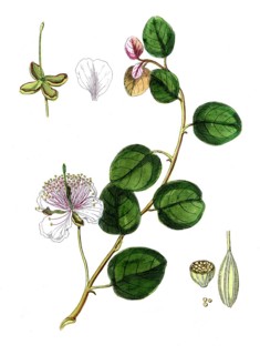 Capparis spinosa, Caper bush, digital reproduction of a historical original, between 1790 and 1810