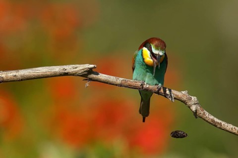 European Bee-eater (Merops apiaster) regurgitating pellet, Piedmont, Italy