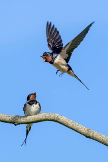 Two barn swallows (Hirundo rustica, Hirundo erythrogaster), male calling in flight to female
