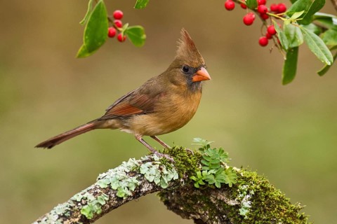 Northern Cardinal (Cardinalis cardinalis) female perched on a branch, Texas, USA