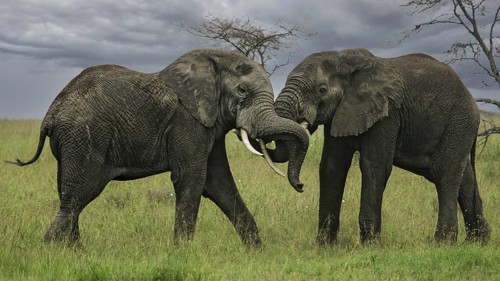 Afrikanischer Elefant (Loxodonta africana) zwei kämpfende Bullen in Savanne, Serengeti National