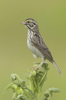 Savannah Sparrow (Passerculus sandwichensis), British Columbia, Canada