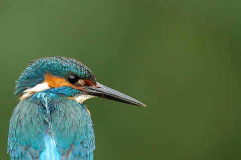Common kingfisher (Alcedo atthis) adult male bird head portrait, England, United Kingdom