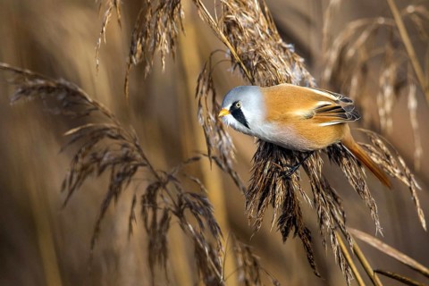 Bearded reedling (Panurus biarmicus), Songbird, Titmouse, Federsee lake, Baden-Württemberg, Federal