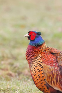 Pheasant, hunting pheasant (Phasianus colchicus), adult male bird in a meadow, animal portrait,
