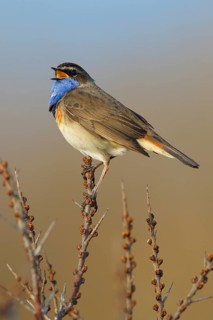 Bluethroat (Luscinia svecica cyanecula) male singing, Texel, Netherlands