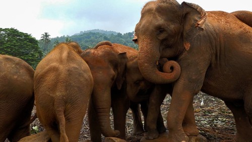 A group of Asian elephants (elephus maximus) gather close together in the jungle, the atmosphere is