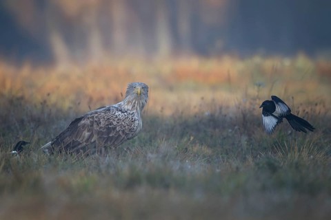 White-tailed Eagle & Eurasian Magpie (Haliaeetus albicilla & Pica pica), Poland
