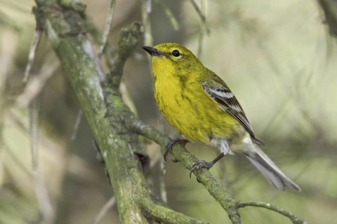 Pine Warbler (Setophaga pinus), Ontario, Canada