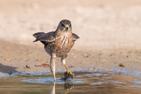 Levant Sparrowhawk (Accipiter brevipes) at a waterhole, Eilat, Israel