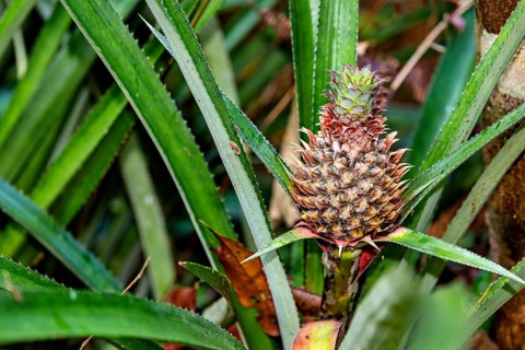An unripe pineapple grows amidst green leaves, surrounded by natural foliage, a young pineapple