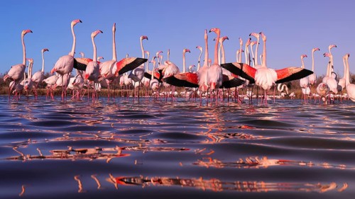 Stunning image depicting pink flamingos participating in their nuptial display in the serene waters