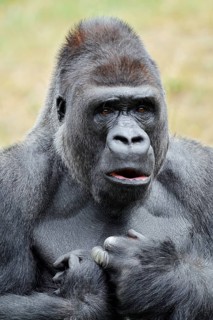 Western lowland gorilla (Gorilla gorilla gorilla), male, silverback, portrait, captive, native to