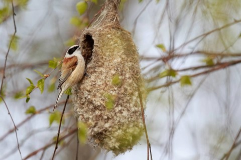 Eurasian Penduline Tit (Remiz pendulinus) female at nest, Poland
