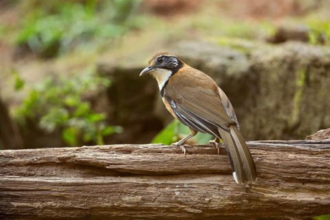 Greater Necklaced Laughingthrush (Garrulax pectoralis), Yunnan, China