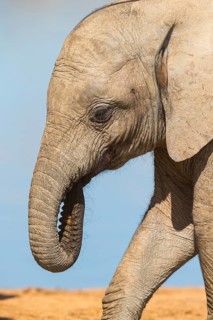 African elephant, (Loxodonta african), Addo Elephant National Park, Addo Camp, Western Cape, South