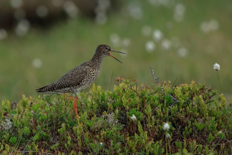 Common Redshank (Tringa totanus) calling, Dalarna, Sweden