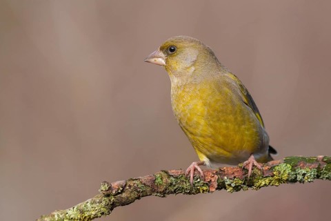 European Greenfinch (Chloris chloris) male perched on a branch, Lower Saxony, Germany