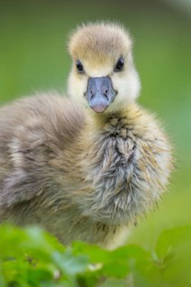 Greylag Goose (Anser anser) chick, Lower Saxony, Germany