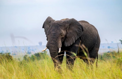 African elephant (Loxodonta africana), in tall grass, Serengeti National Park, Tanzania