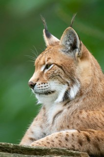 Portrait of a lynx (Lynx lynx), Haltern, North Rhine-Westphalia, Germany