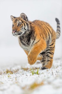 One young Siberian Tiger, Panthera tigris altaica, running over snowy meadow with dense fog in the