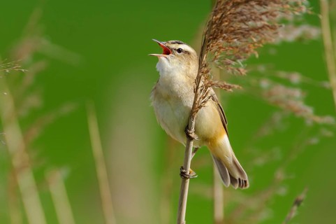 Sedge Warbler (Acrocephalus schoenobaenus) singing, Lower Saxony, Germany