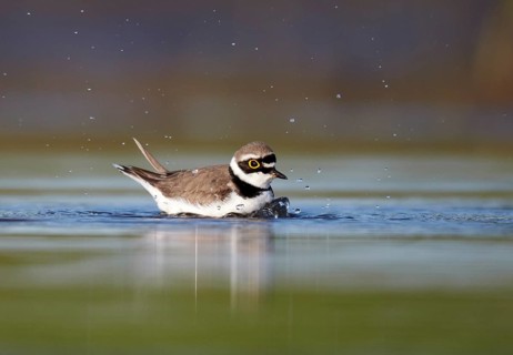 Little Ringed Plover (Charadrius dubius) bathing, Mecklenburg-Western Pomerania, Germany