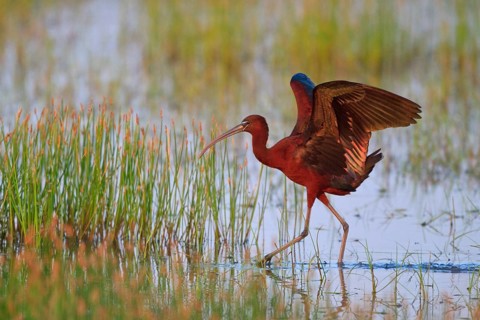Glossy Ibis (Plegadis falcinellus) foraging, Greece