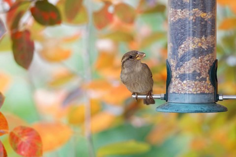 House sparrow (Passer domesticus) perched on a garden bird feeder filled with mixed seeds, eating