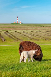 A brown sheep and a white lamb graze on a dyke at the North Sea, in the background the lighthouse
