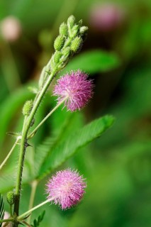 Mimosa, Summer, Germany