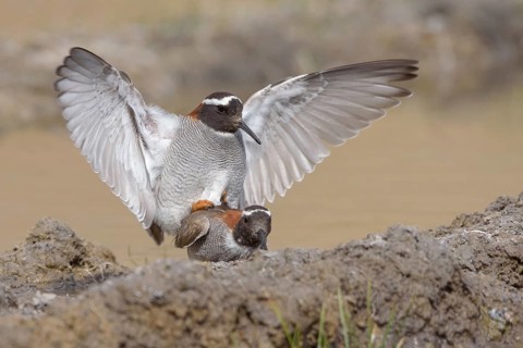 Diademed Plover (Phegornis mitchellii) pair mating, Santiago Metropolitan, Chile