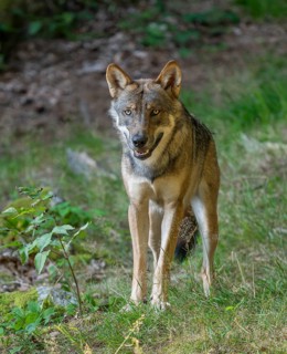Wolf (Canis lupus) stands in a clearing in the forest and looks attentively, Germany