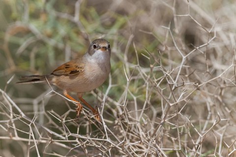 Spectacled Warbler - Brillengrasmücke - Sylvia conspicillata ssp. conspicillata, Morocco, 2nd cy