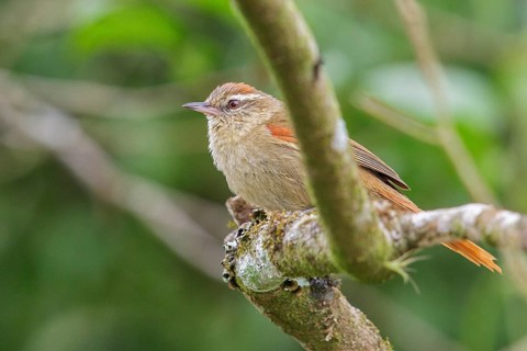 Pallid Spinetail (Cranioleuca pallida) perched on a branch in the Atlantic rainforest of southeast