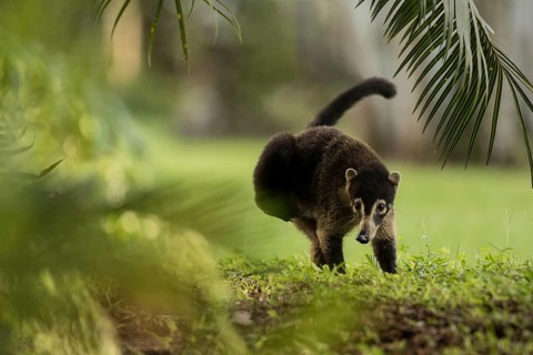 Coatimundi, Osa Peninsula, Costa Rica