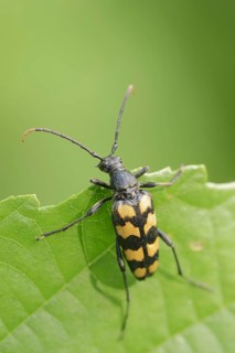 Four-banded narrow-legged ram (Leptura quadrifasciata, Strangalia quadrifasciata), female, North